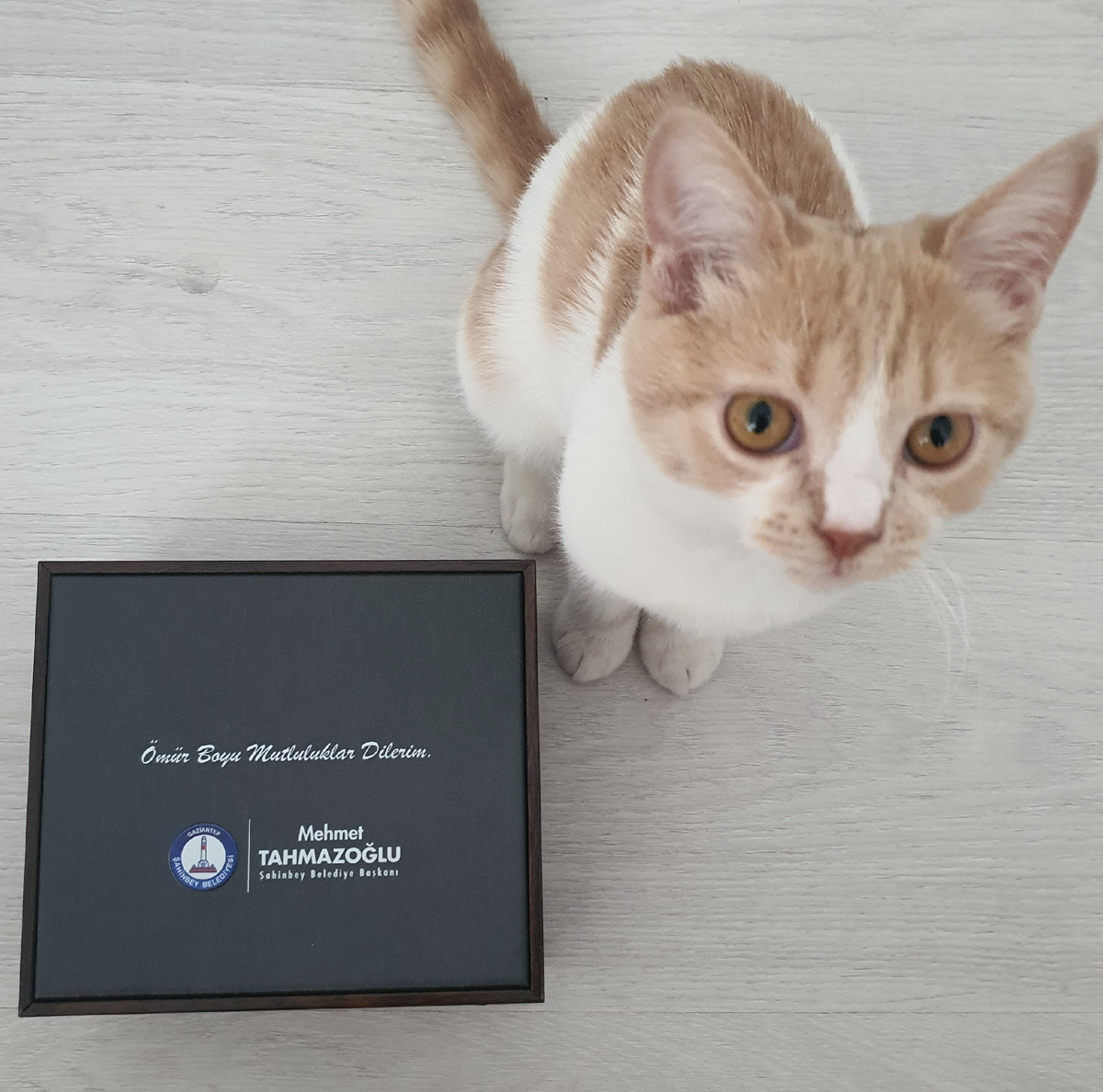 Кошке все интересно, даже большие коробки 