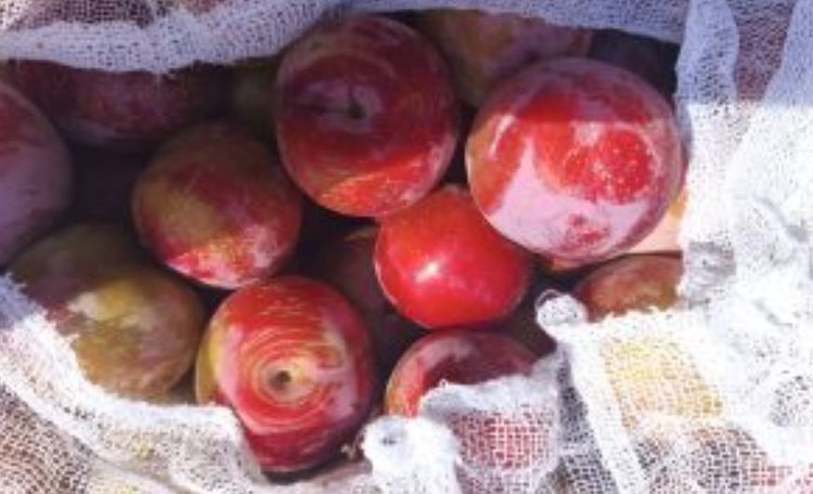    Фото: Россельхознадзор РФ