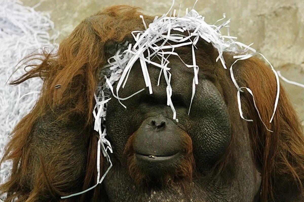    Ветеринар рассказал о состоянии покурившего вейп орангутана