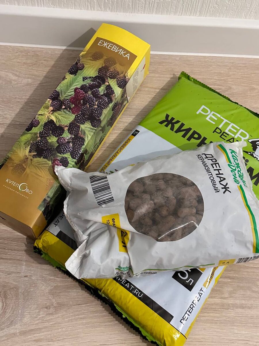 Ежевика в домашних условиях, подготовка