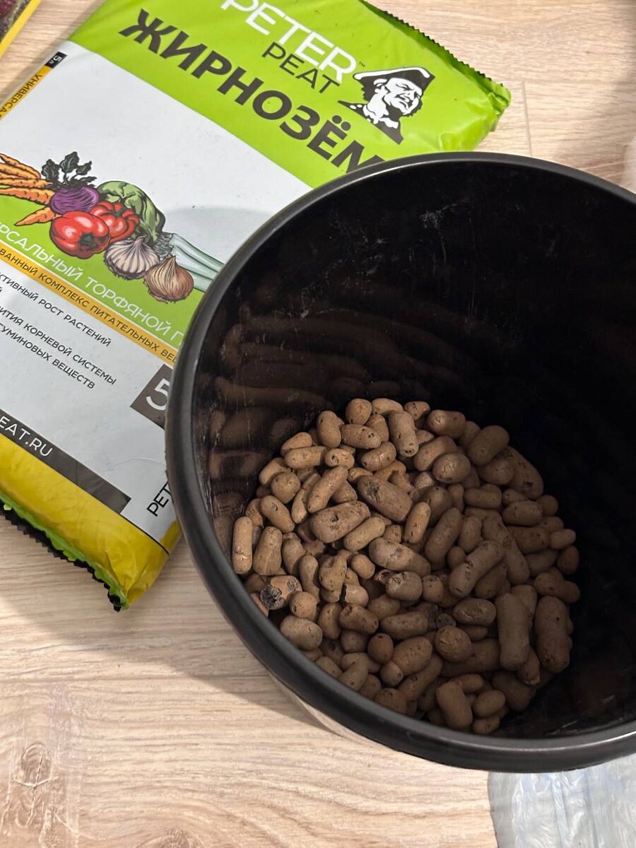 Ежевика в домашних условиях, подготовка