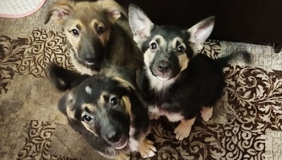 Два дня не приходили к щенкам, заходим, а у нас один абсолютно другой по внешности и по характеру