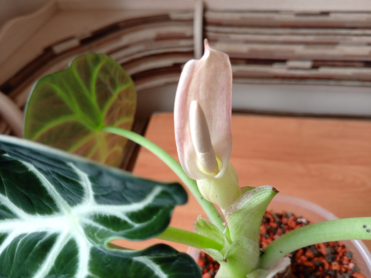 Вот такой цветок она распустила.