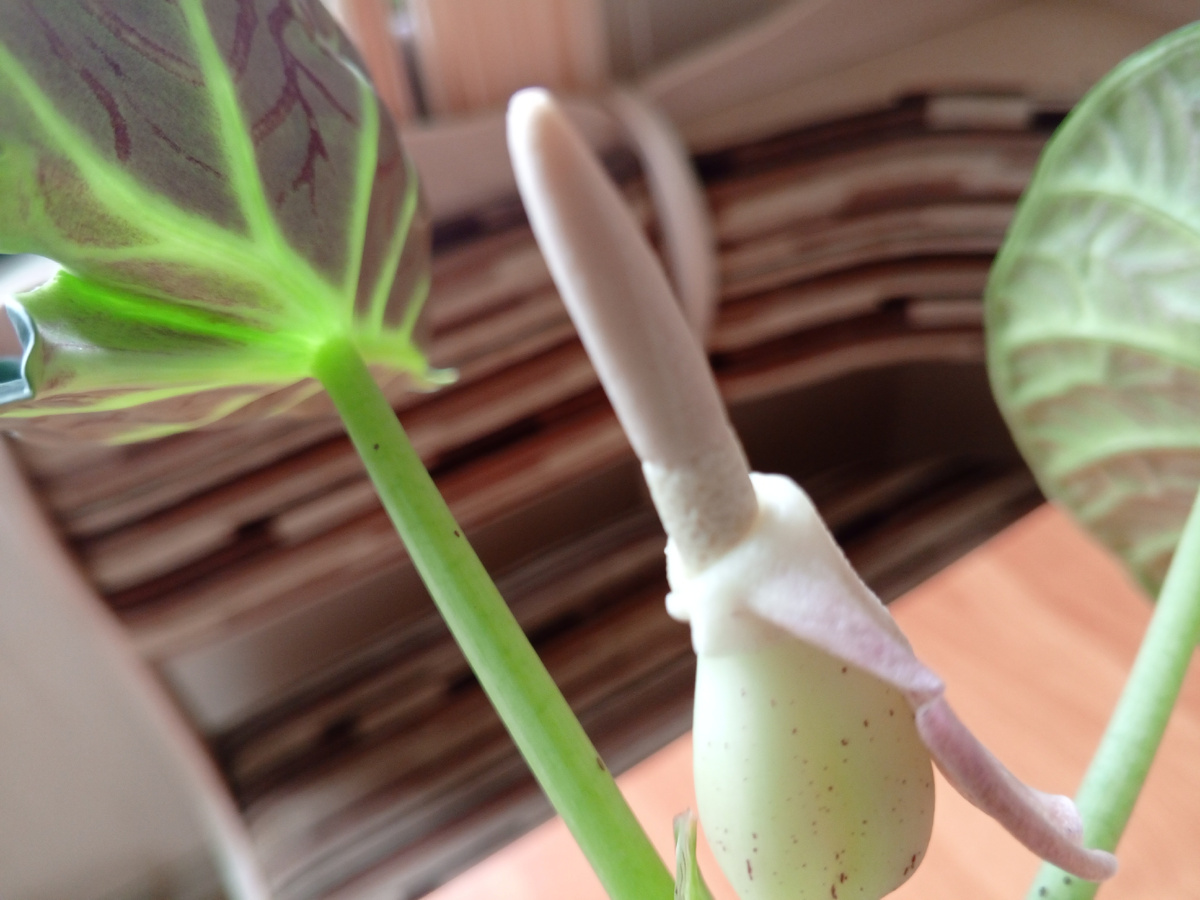 Вот так он теперь выглядит.