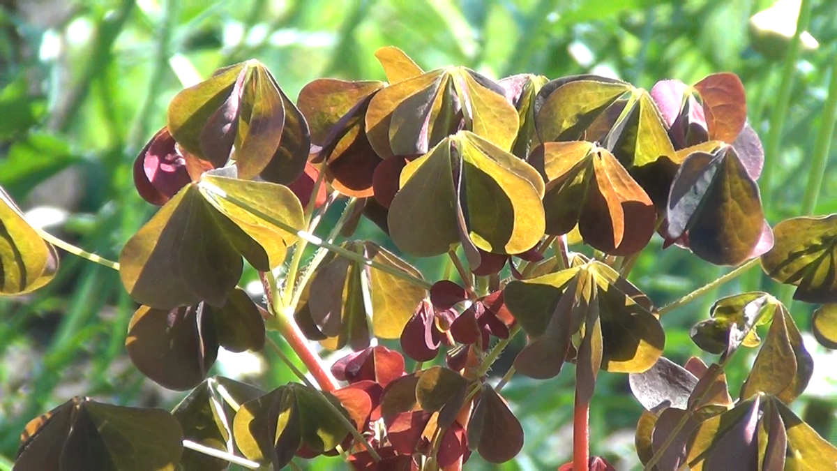 Автор фото: Константин Шак (Konstantin Shak)