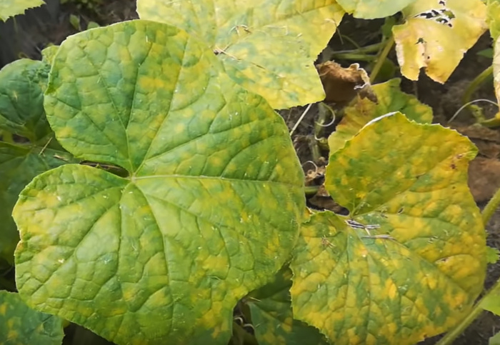 Опасная подкормка огурца: это удобрение может оставить вас без урожая.