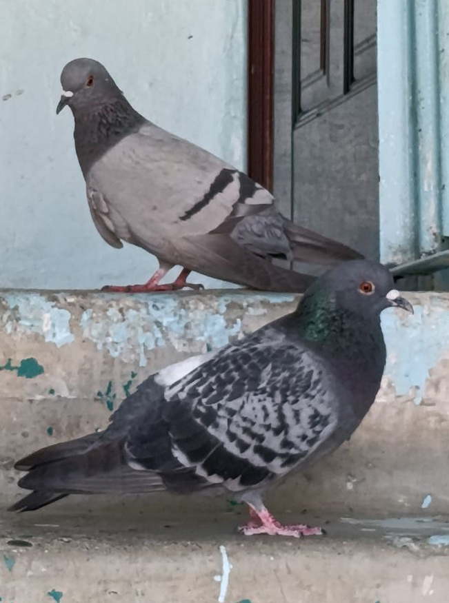 Сладкая парочка. Фото автора.