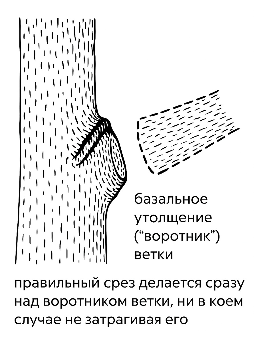  «Срез на кольцо» — это правильная техника обрезки ветвей