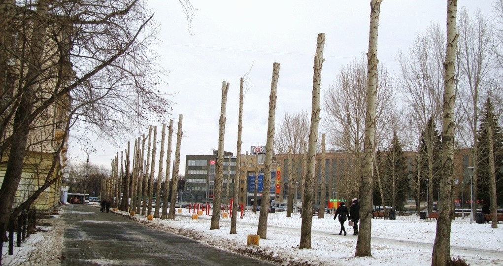 Зачем подрезают деревья в городе, и как правильно