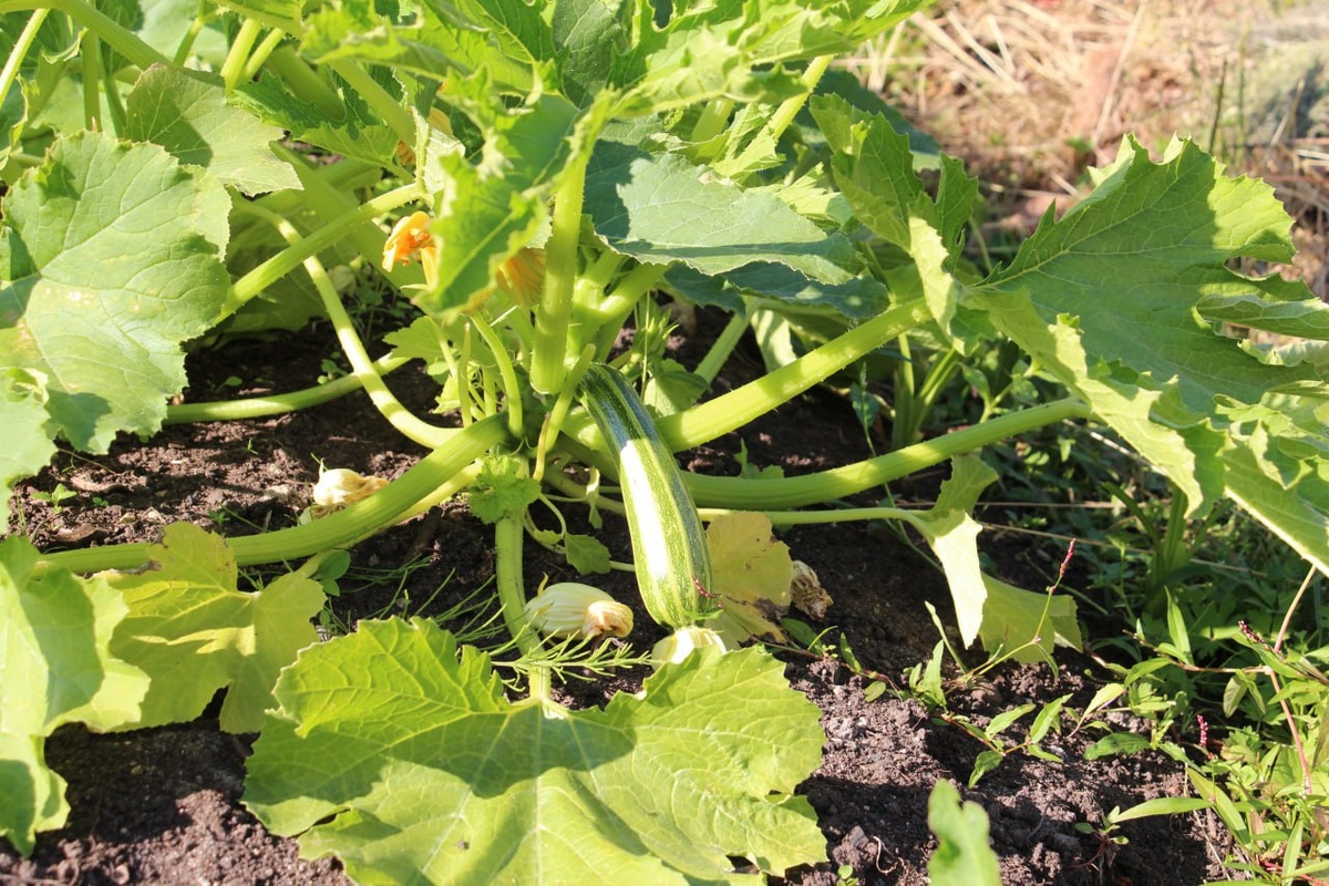 Фото: МК в Питере