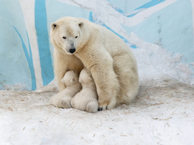    Фото с сайта zoonovosib.ru Ольга Чистова