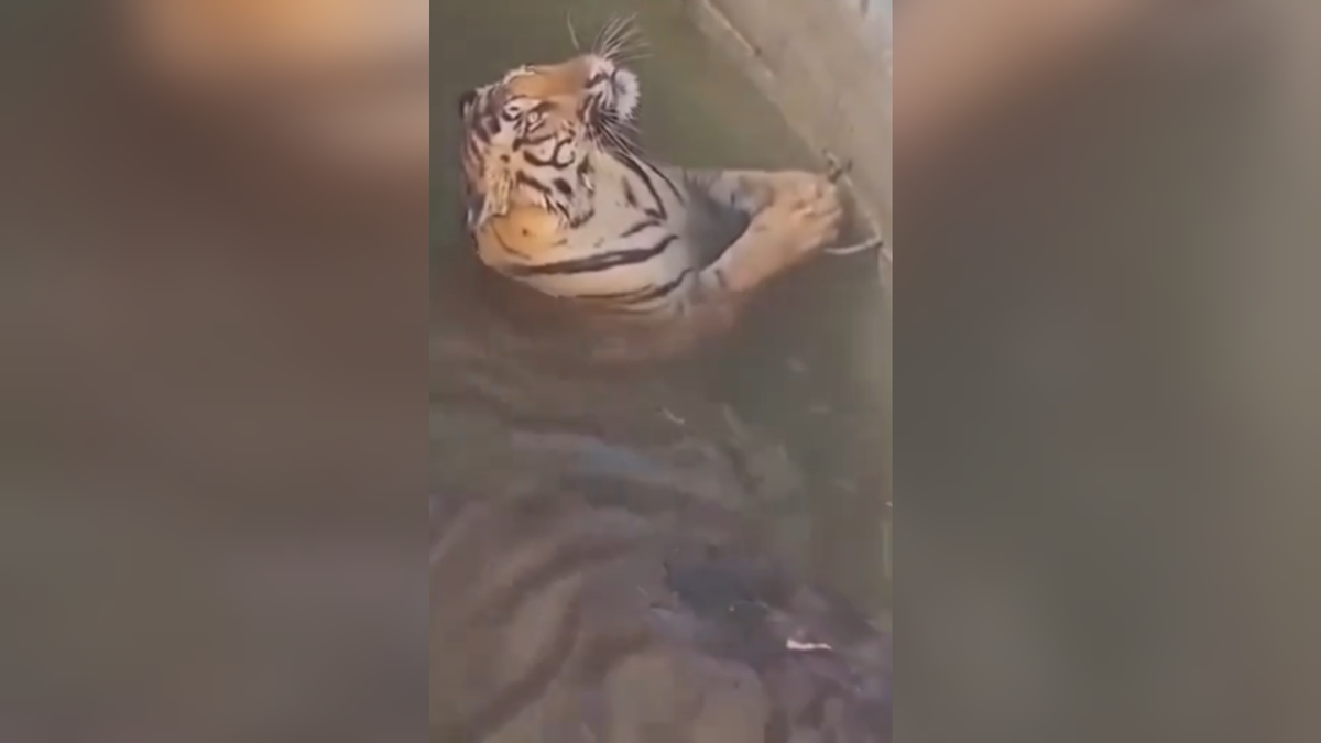 Автор: В. Панченко