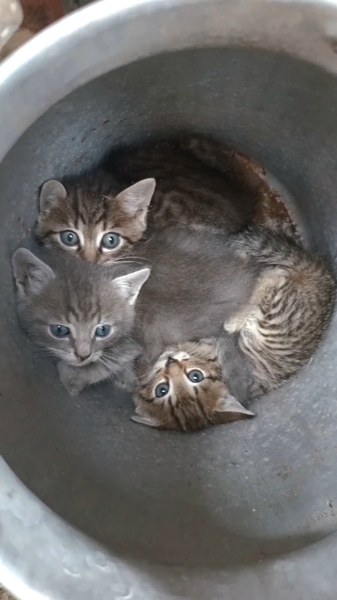 Те самые котятки💔