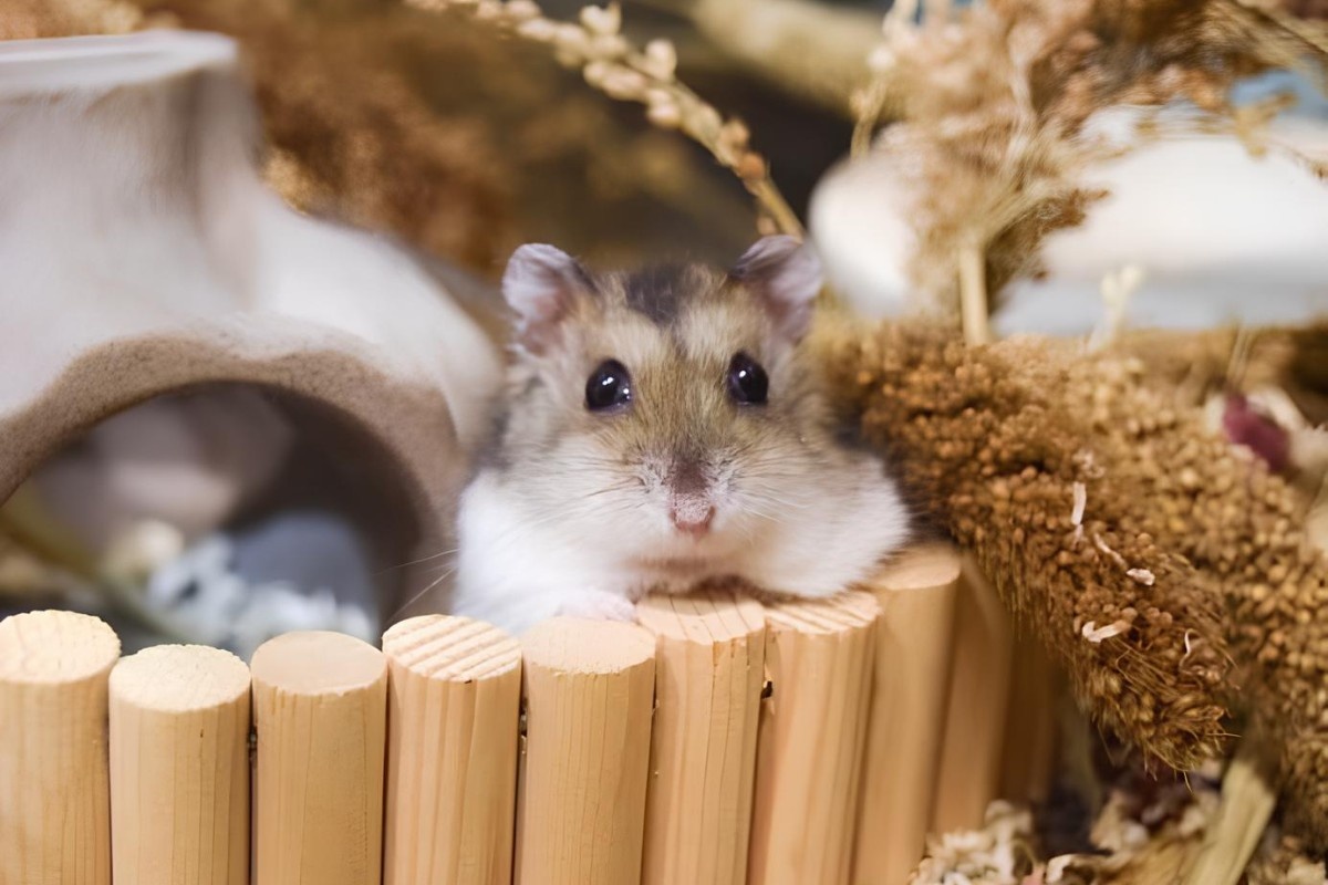 Фото: сингапурский новостной канал Channel NewsAsia