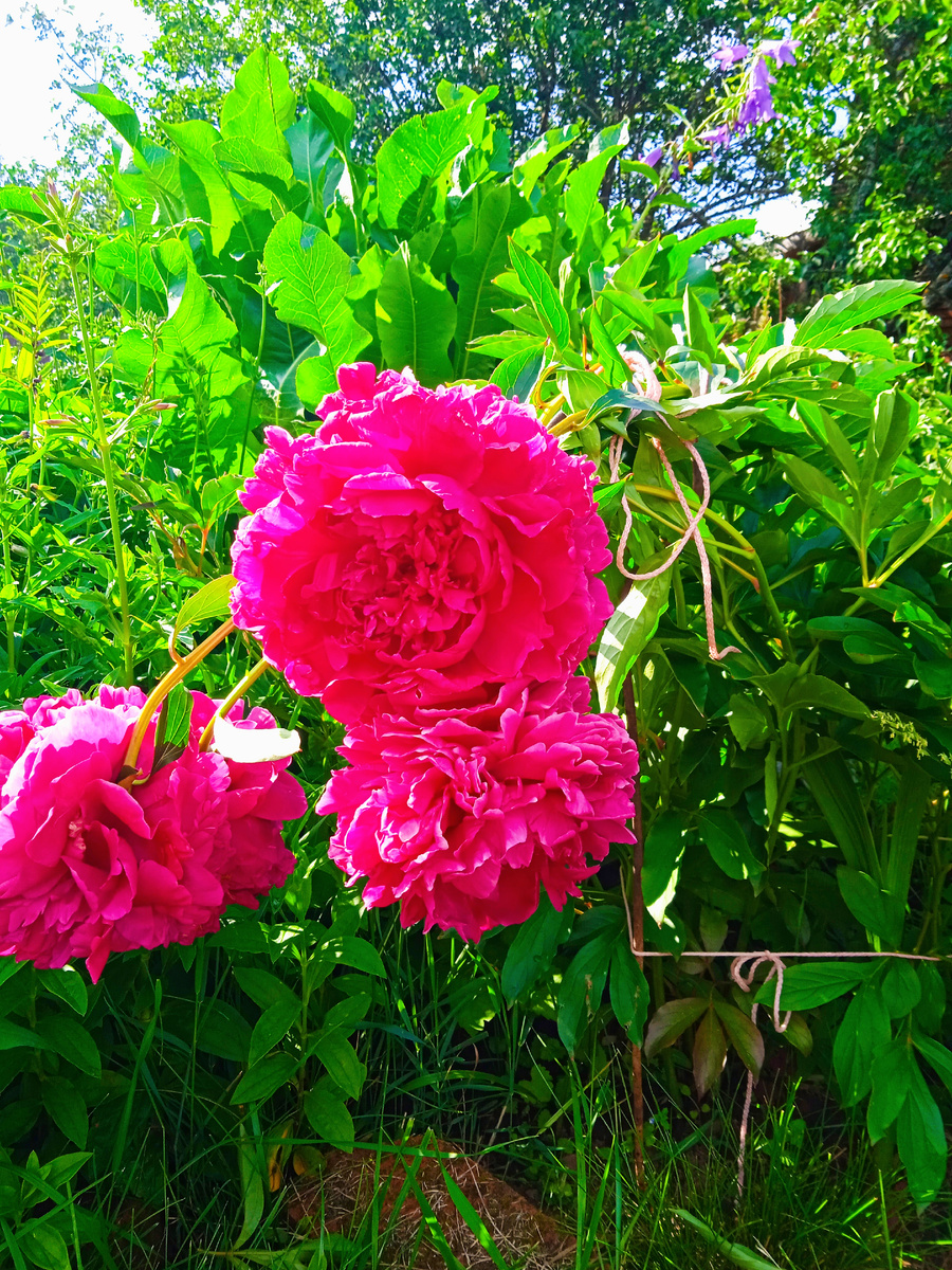 Пионы ещё не опали 