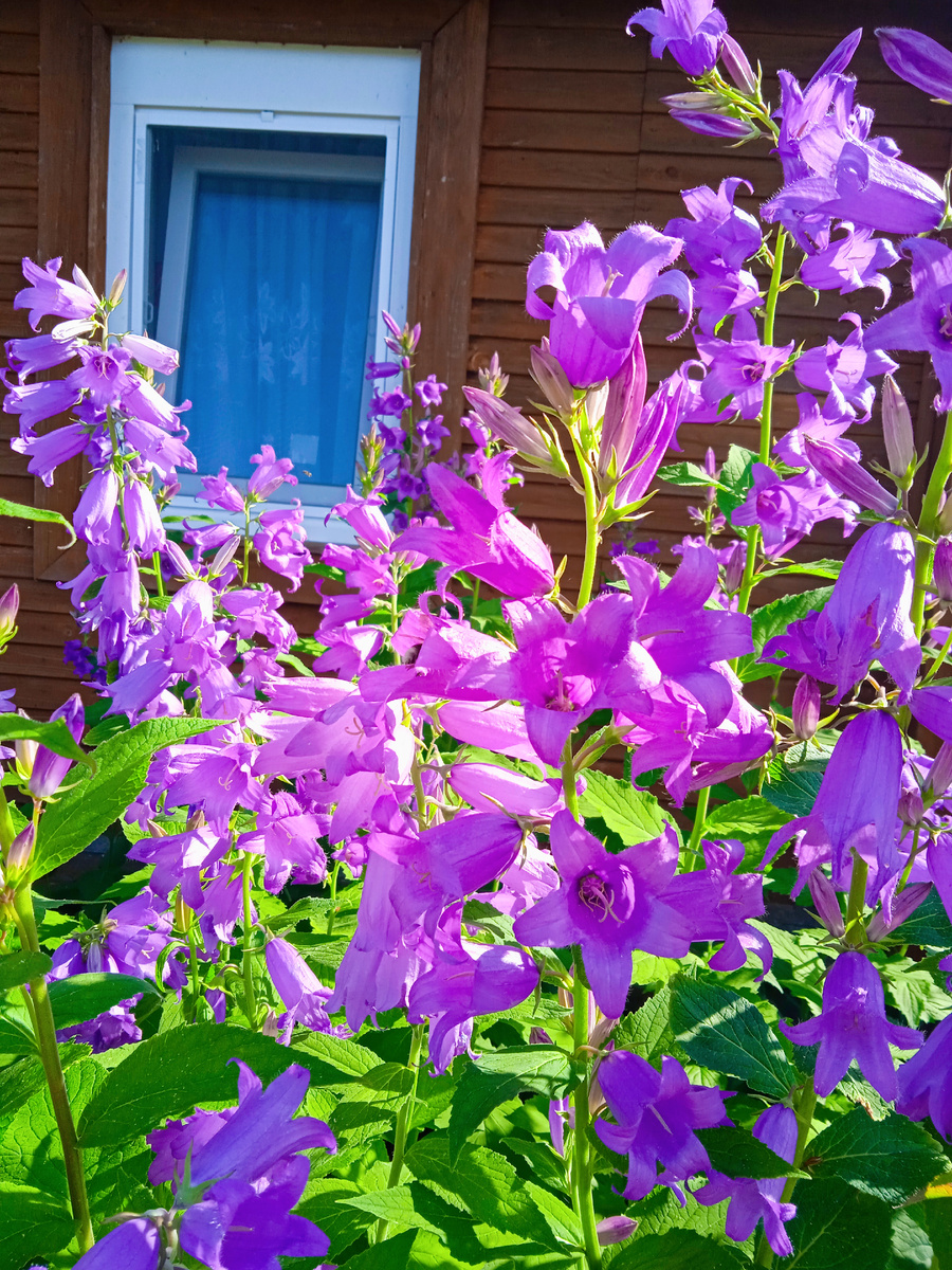 Какие-то колокольчики