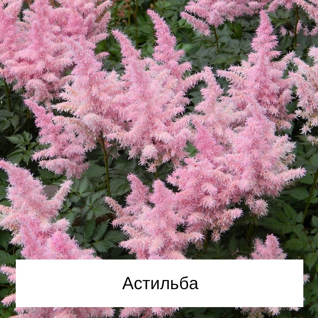 Листайте галерею по стрелке вправо 