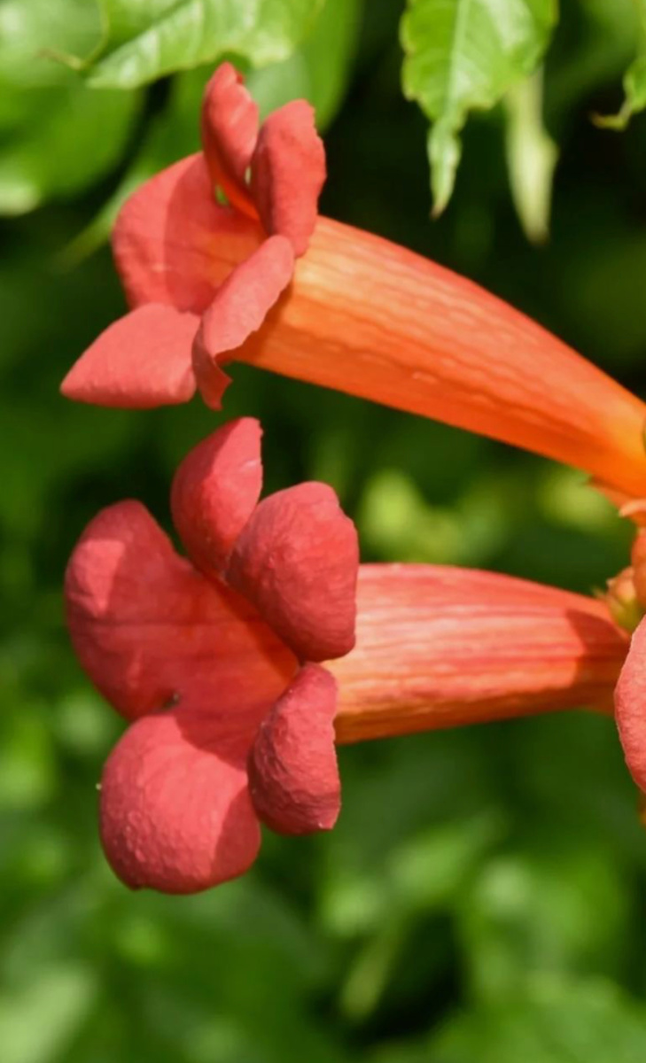 Из-за особой формы цветов в народе лиану называют "граммофончики"