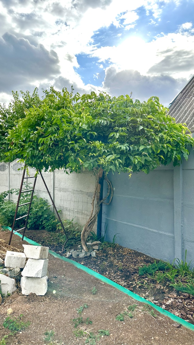 Наша гордость! Еще без цветов, но уже центр притяжения взглядов.