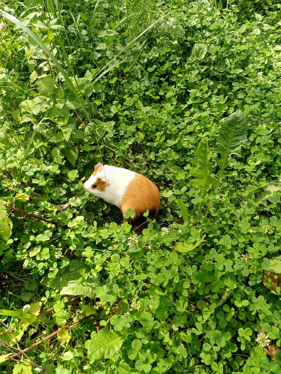 Максиммиллиан выбирает клевер повкуснее.