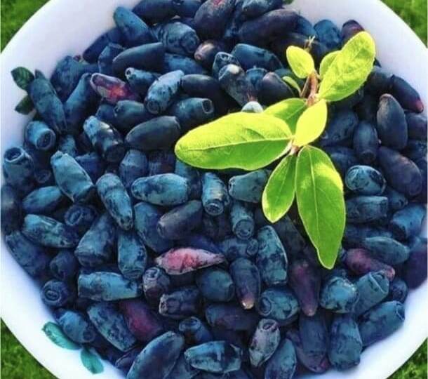 Жимолость: в чем польза и вред?Полезные свойства, состав и рекомендации.