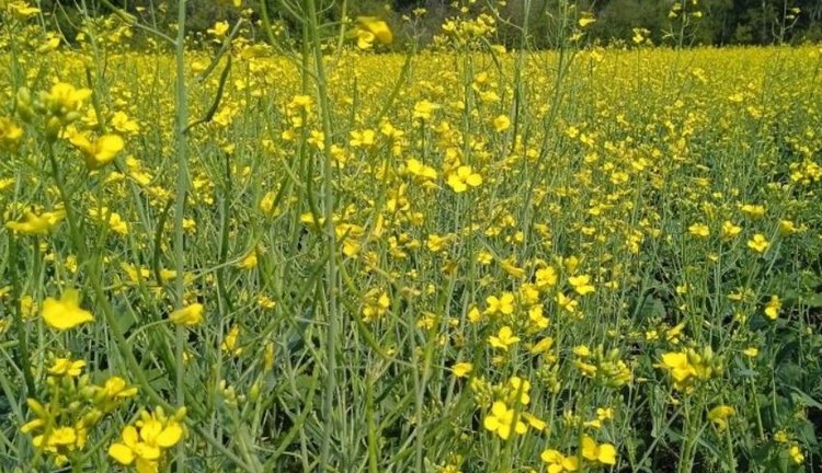    Фото: Филиал Россельхозцентра по Свердловской области