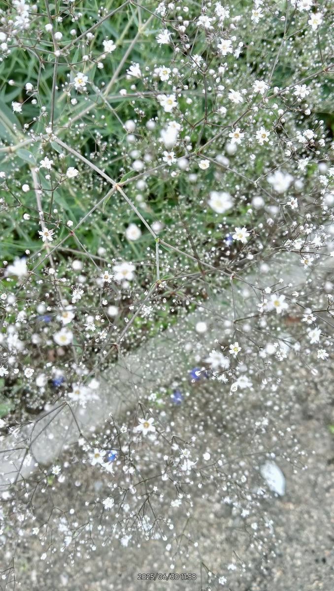 Моя зацветает..