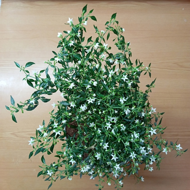 За фотографию спасибо большое Leopold Der Wilde