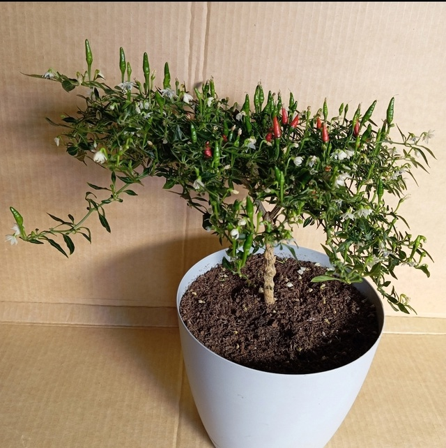 На фото Пири-пири под фитолампой шикарно зацвёл и завязал плоды.