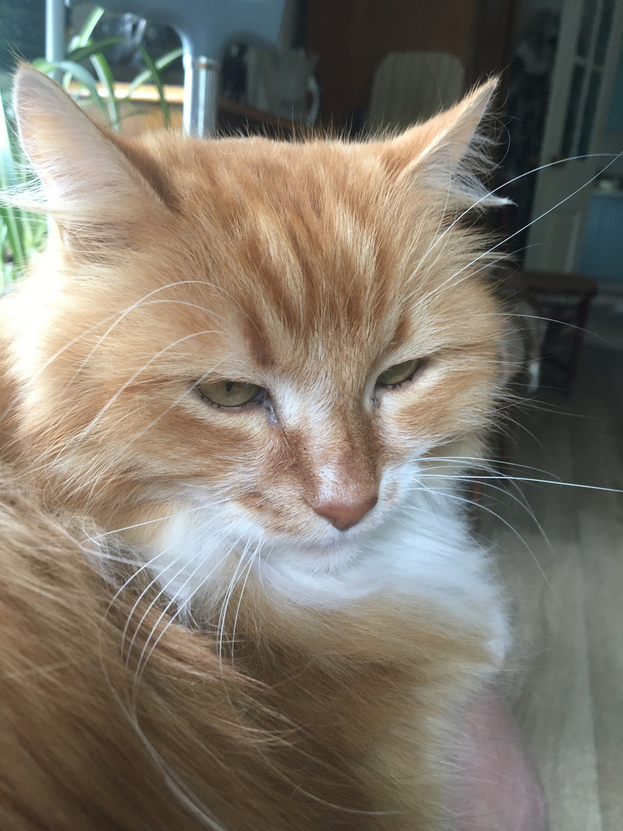 Беша. Фото автора