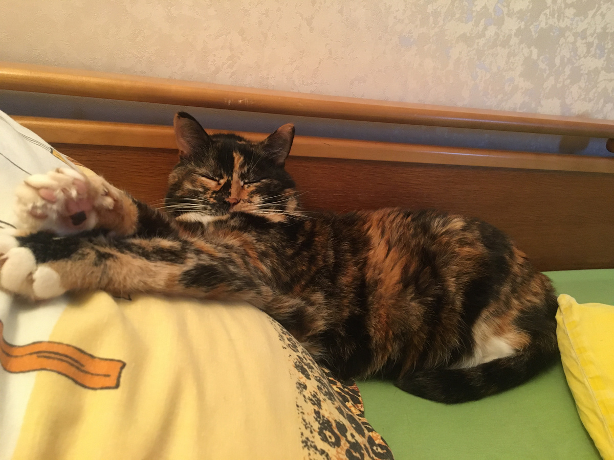 Василиса. Фото автора