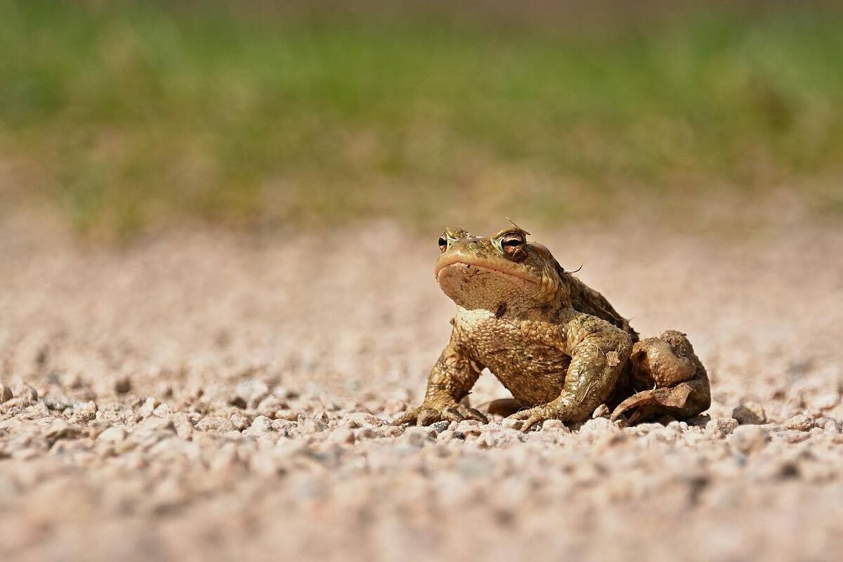 Фотография jggrz с Pixabay