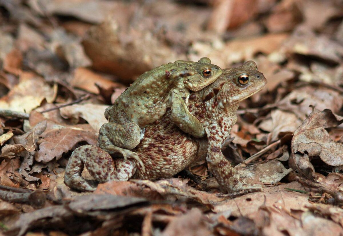 Фотография naturfreund_pics с Pixabay