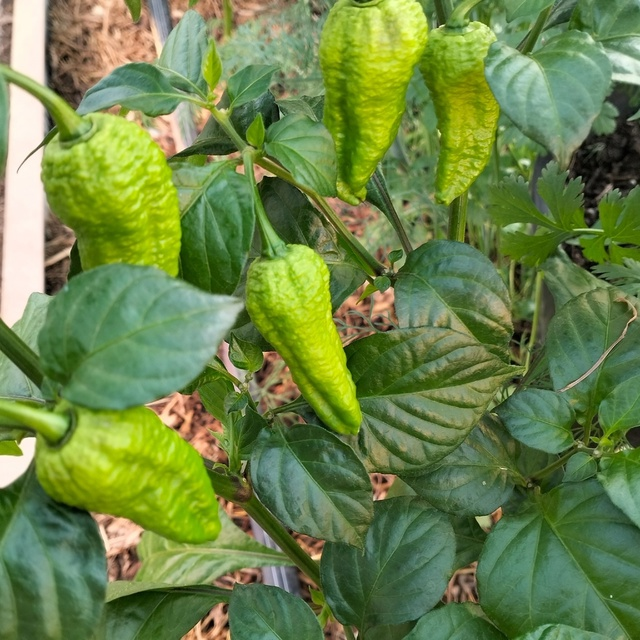 За фотографию спасибо большое Зинаиде Кухтинской