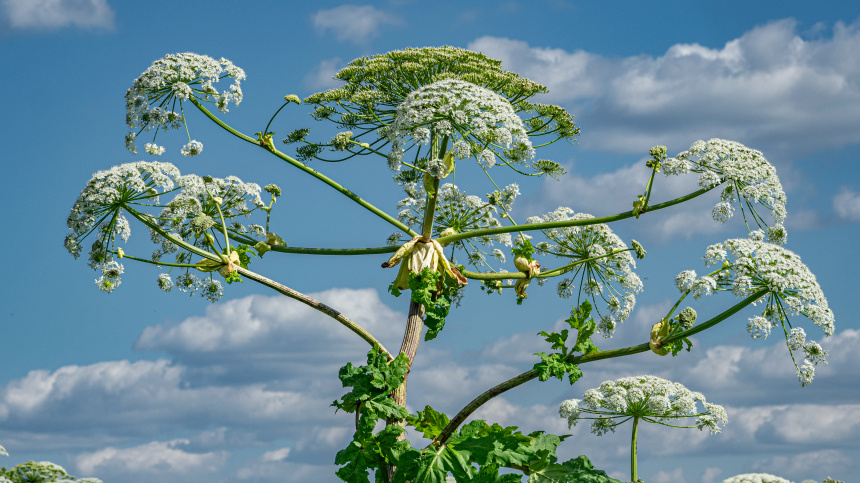    Фото: ИЗВЕСТИЯ/Константин Кокошкин