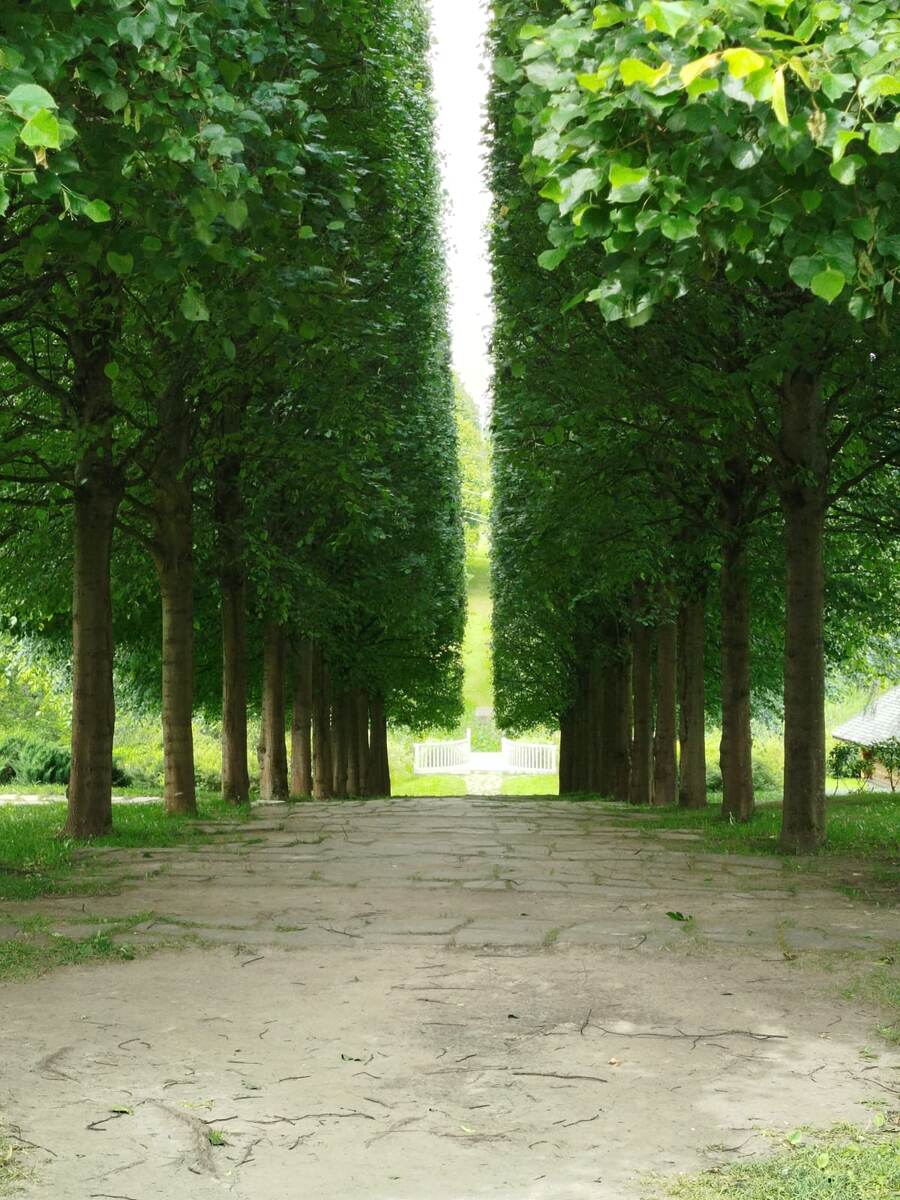 Липовая аллея