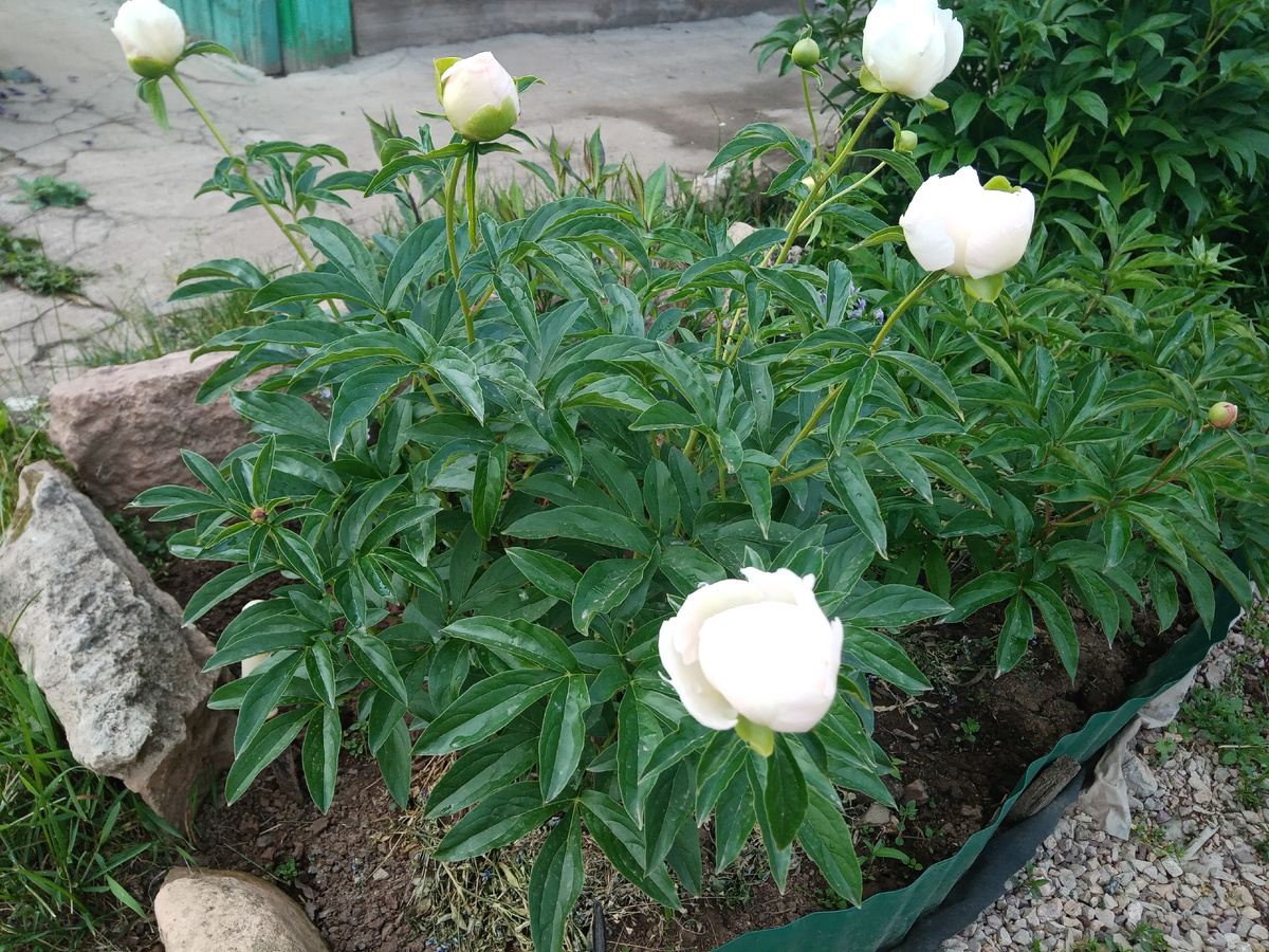 пионы на 1 июля/фото автора