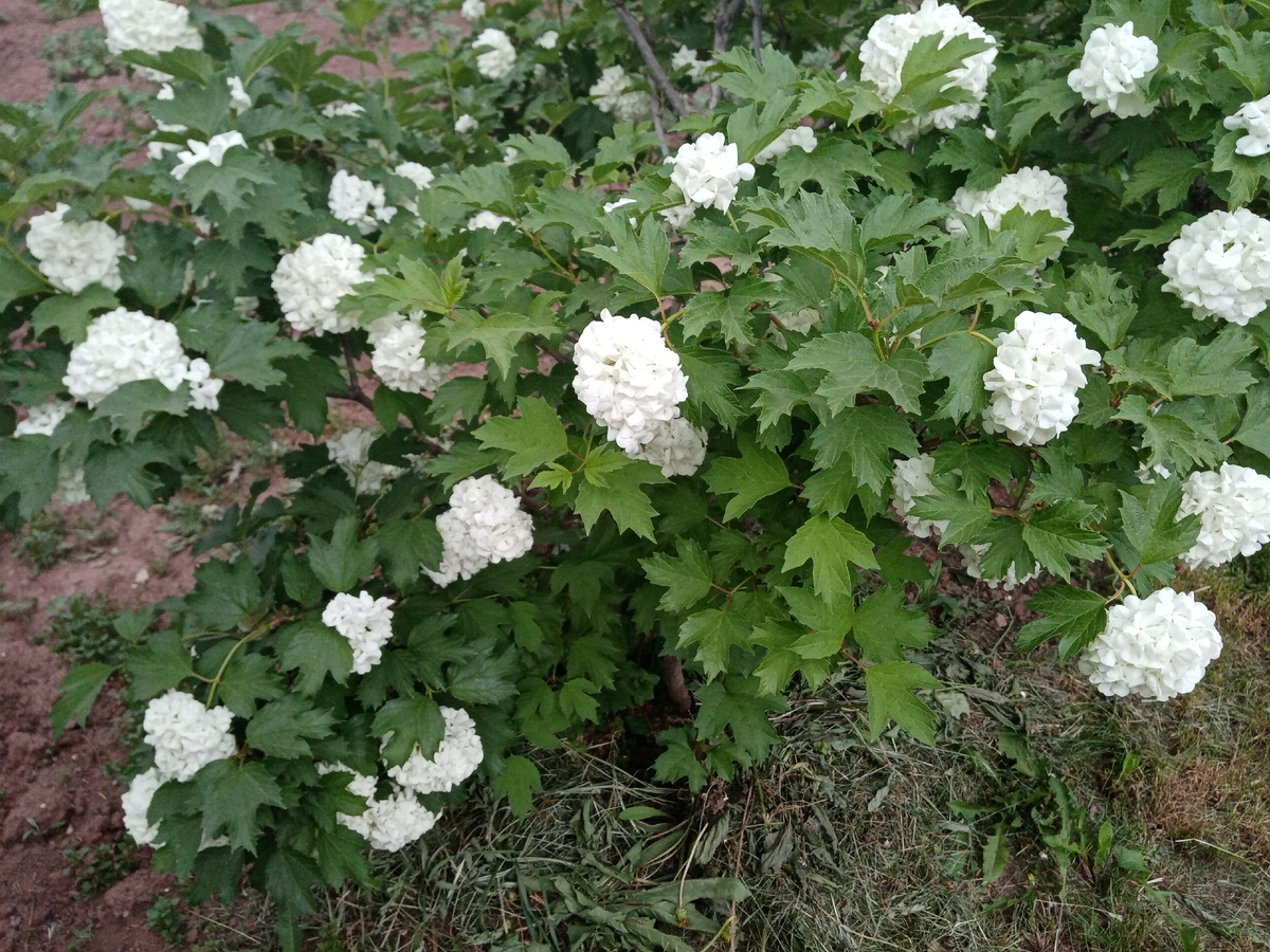молодой куст калины Бульденеж /фото автора