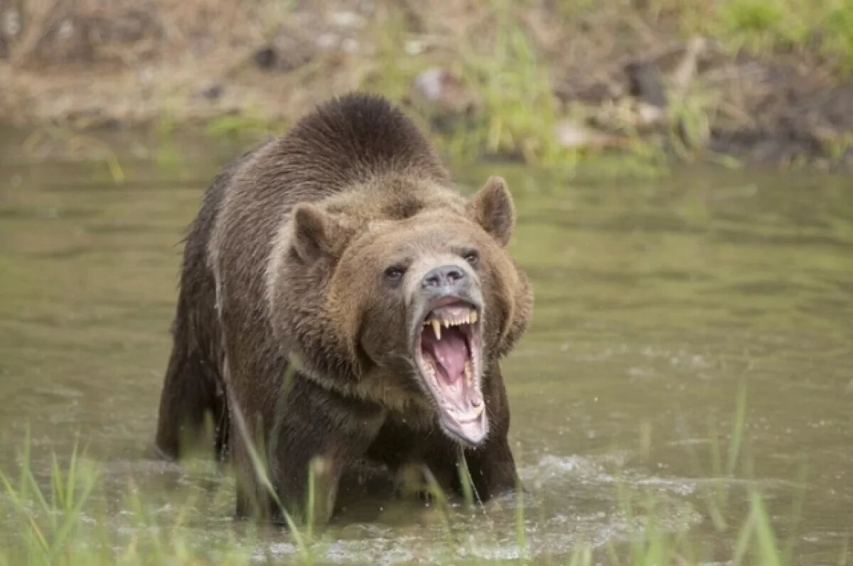    На улицы Ленобласти все чаще выходят медведи
