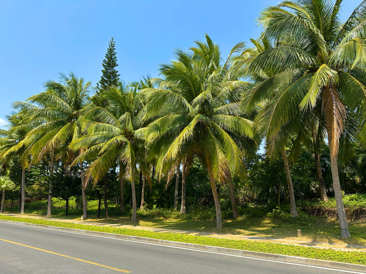 Курорт Ялонг Бей