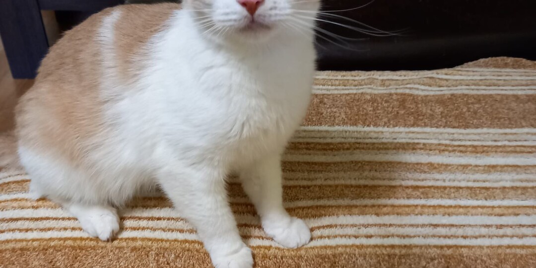 10 лет он жил с любимой хозяйкой и не думал, что однажды случится такое