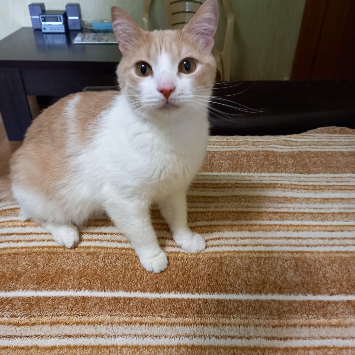 Вот такой приятный добротный кот