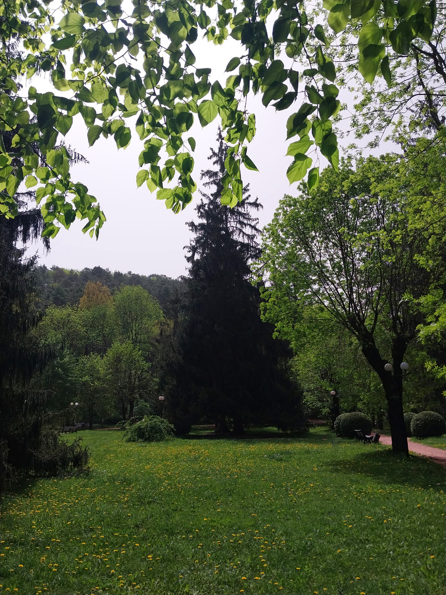 одуванчики в апреле меня поразили в самое холодное (сибирское!) сердце