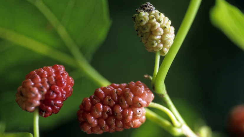   Gettyimages.ru Arterra / Universal Images Group