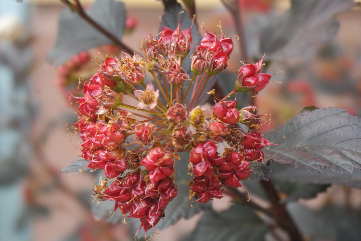 Пузыреплодник калинолистный, если вы хотели это узнать:)