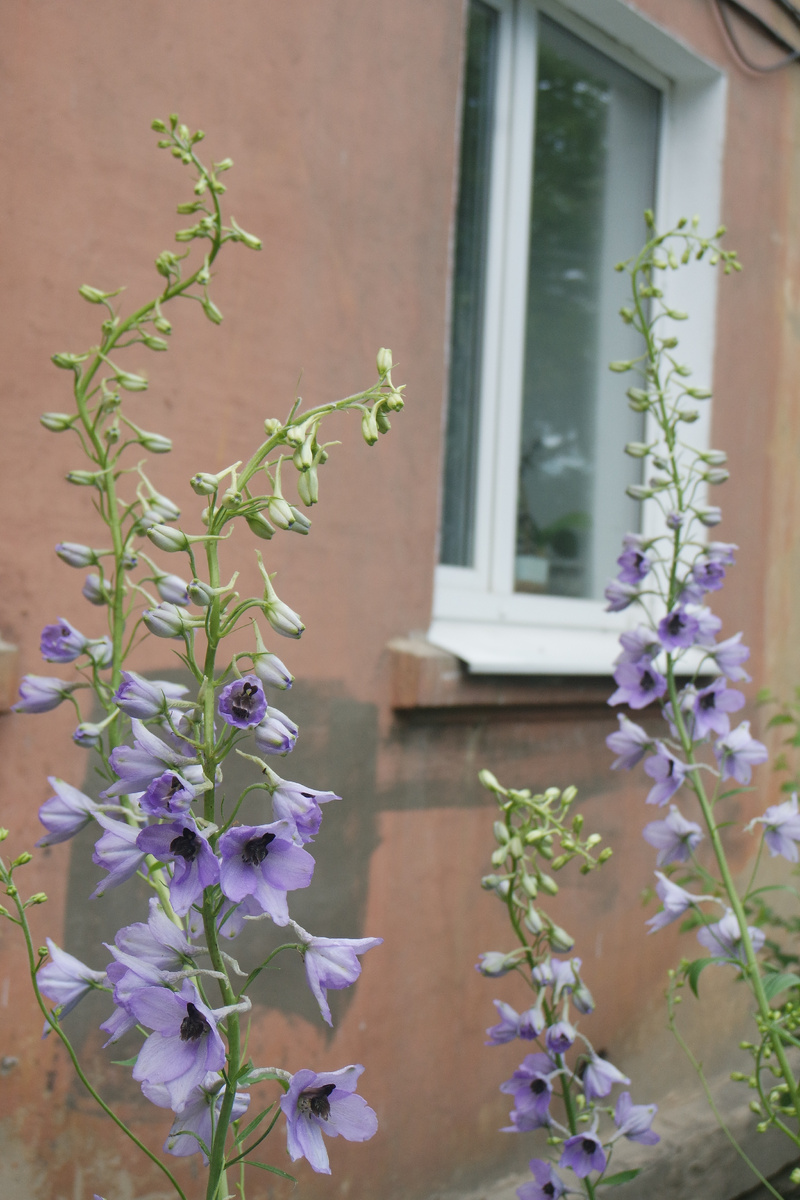 живокость, которая из рода аконитов (ядовитых, кстати)