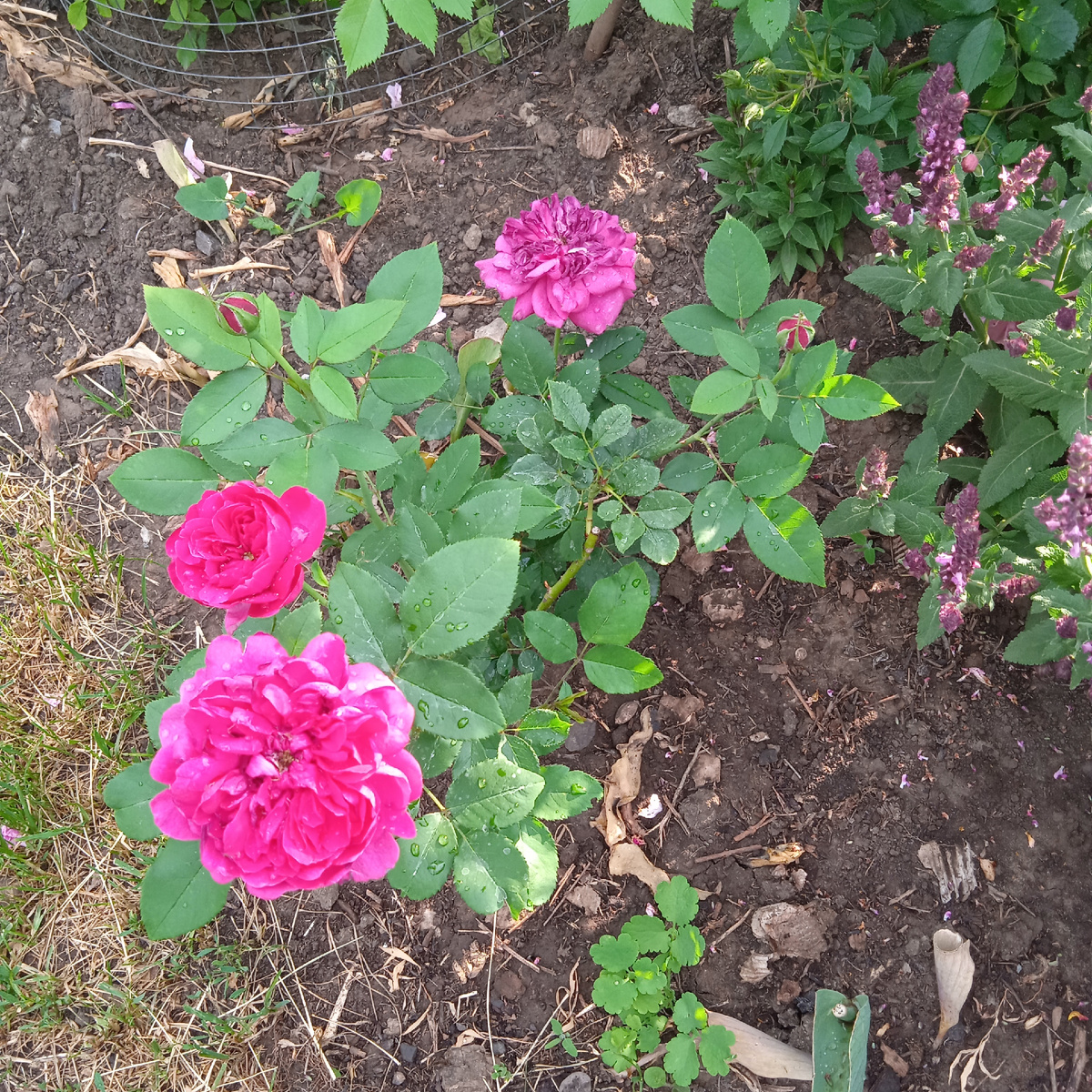 Дарси Басселл