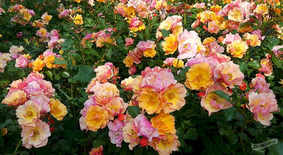 фото из интернета.