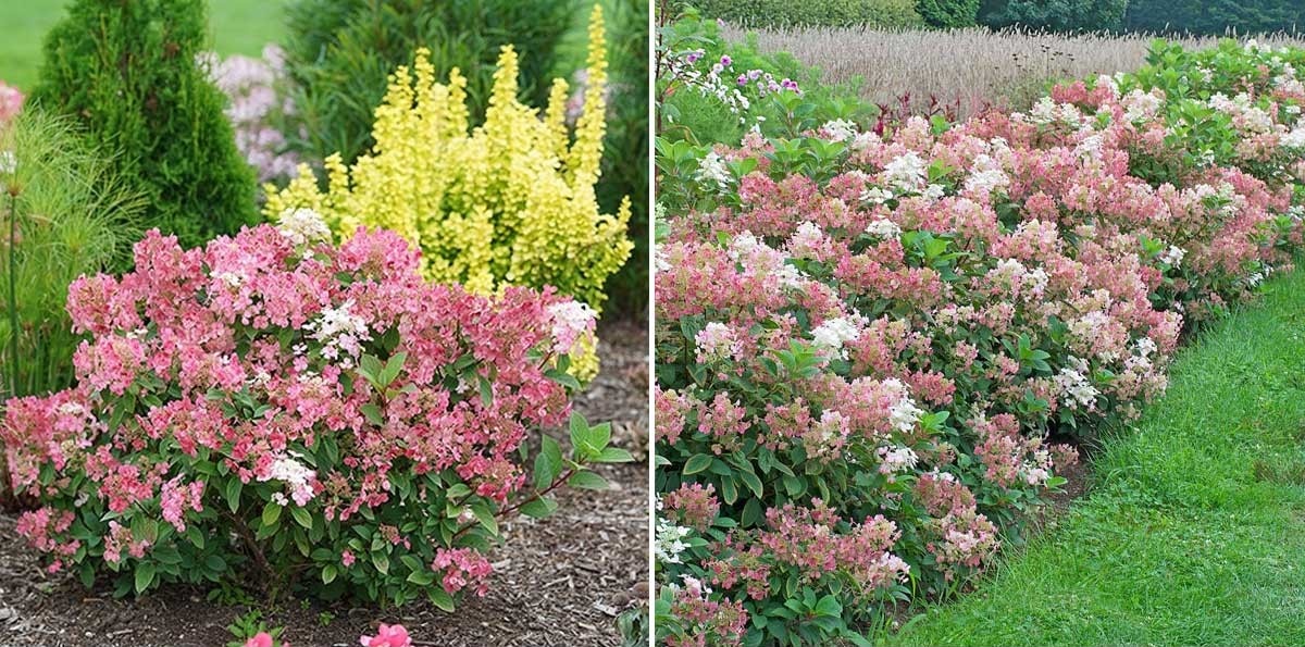 Гортензия метельчатая Little Quick Fire 