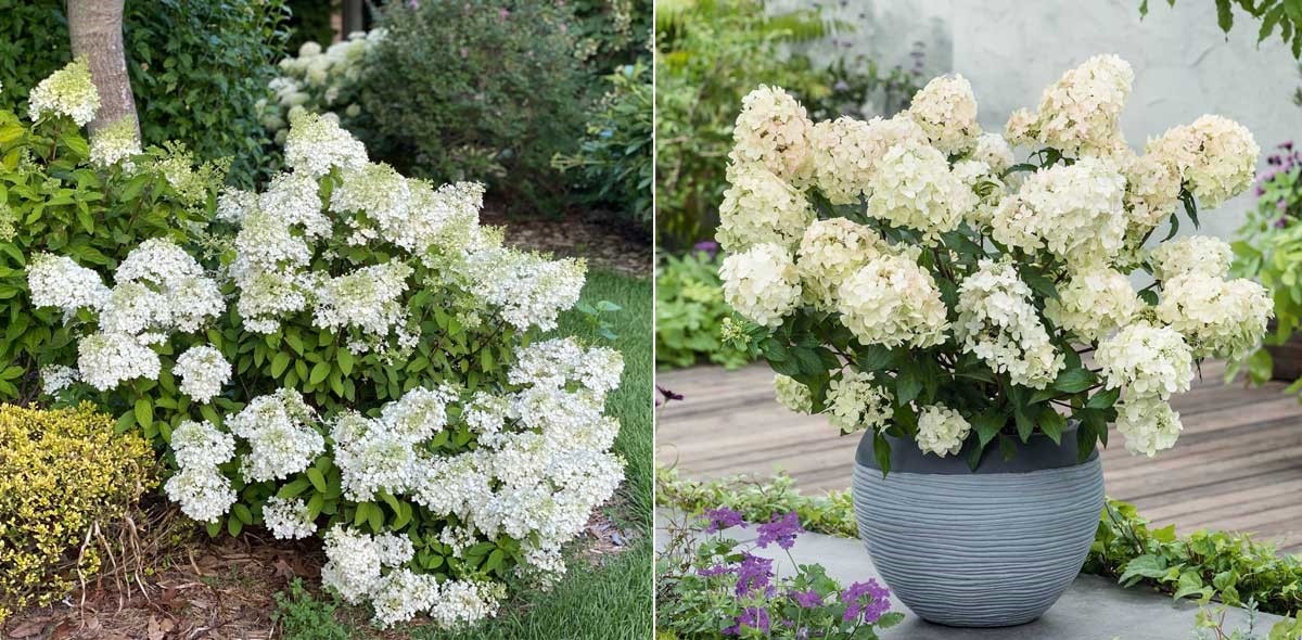 Гортензия метельчатая Bobo